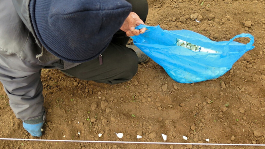 Sadnja ozimog belog luka