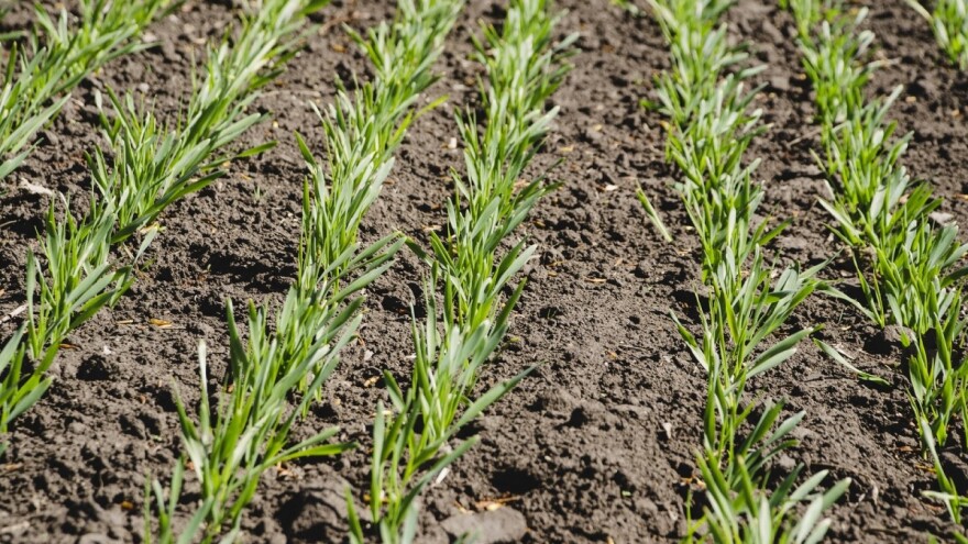 Žuti usevi ozimog ječma -  zašto dolazi do hloroze?