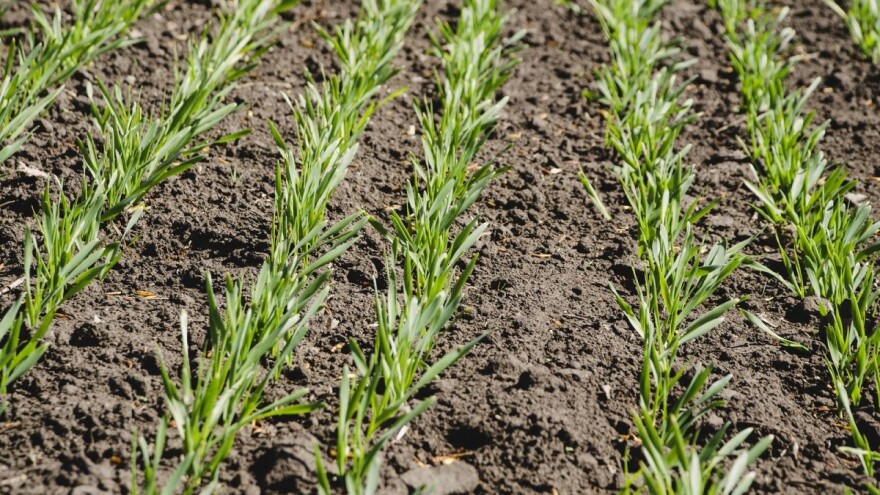 Žuti usjevi ozimog ječma, zašto dolazi do kloroze?