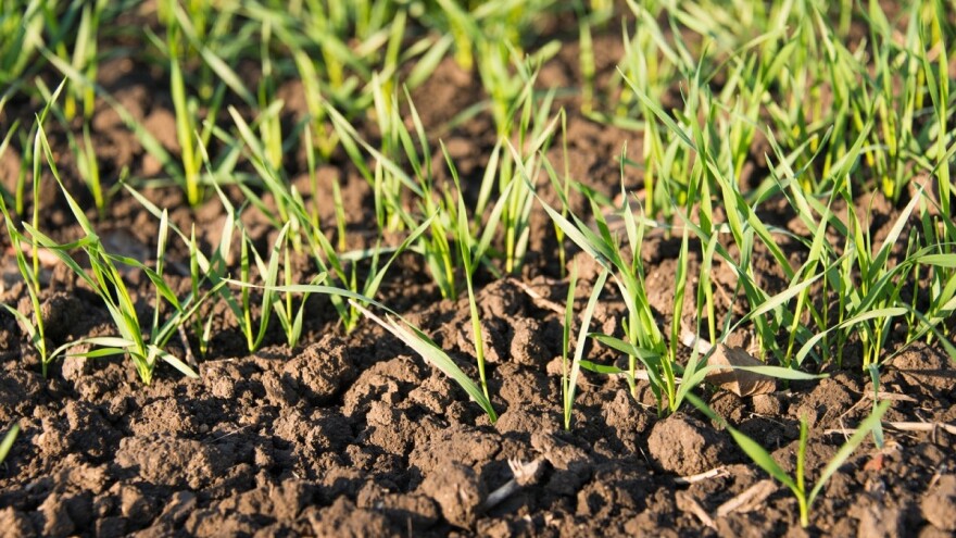 Vreme je za prvu prihranu, ali i zaštitu ozimih useva od bolesti i korova