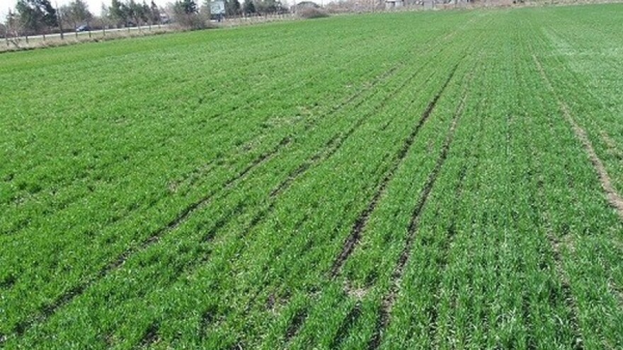 U kakvoj su kondiciji ozimi ječam i pšenica?