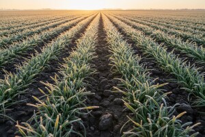 Ozimi usjevi dobro napreduju
