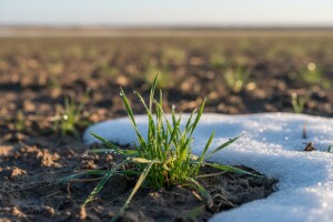 Ozimi usjevi na udaru temperaturnih oscilacija