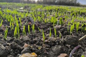 Setva u novembru - da li su agrometeorološki uslovi povoljni?