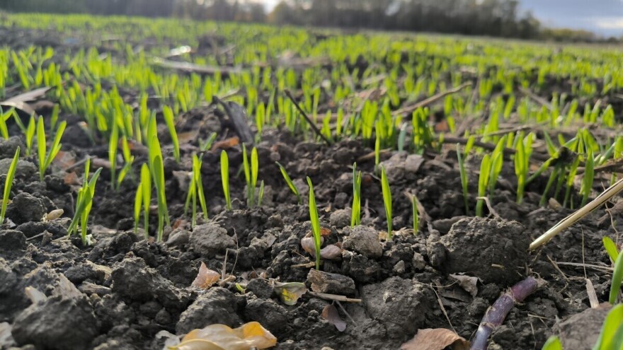 Setva u novembru - da li su agrometeorološki uslovi povoljni?