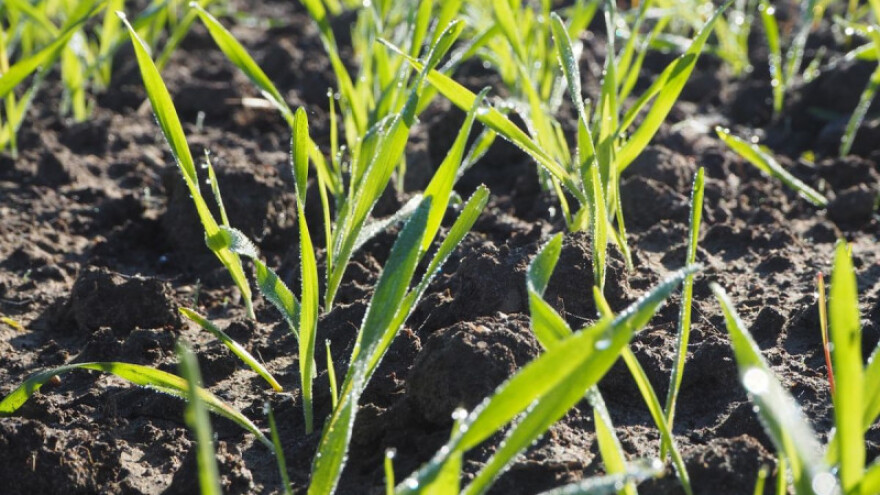 Obaviti prihranu ovisno o kondiciji ozimih usjeva