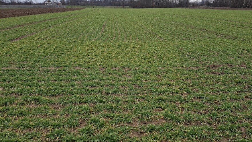 Ozimi usjevi u različitim fazama busanja: Šta treba provjeriti na polju?