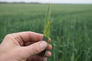 Ozimoj pšenici prijete lisna pjegavost i hrđa