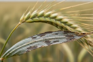 Ozimom ječmu prijete siva i mrežasta pjegavost