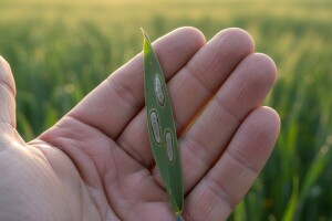 Ozimom ječmu prijeti siva pjegavost