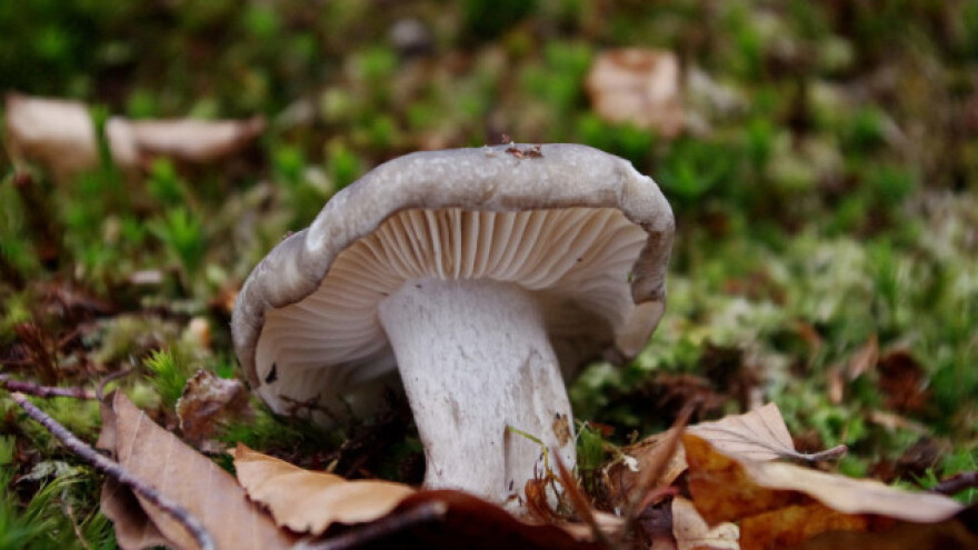 Martovke - vjesnici proljeća iz svijeta gljiva