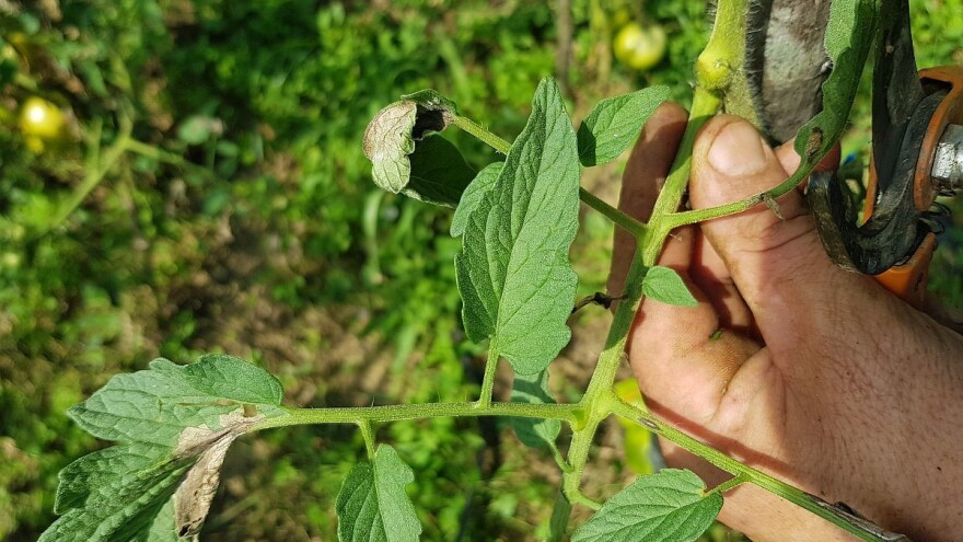 Zaštitite paradajz od plamenjače - ne skidajte mu zaperke!