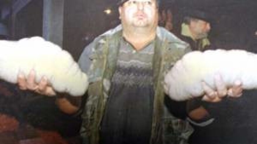 Tko će znati svinje žirovati