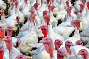 Potvrđen još jedan slučaj ptičje gripe u Njemačkoj