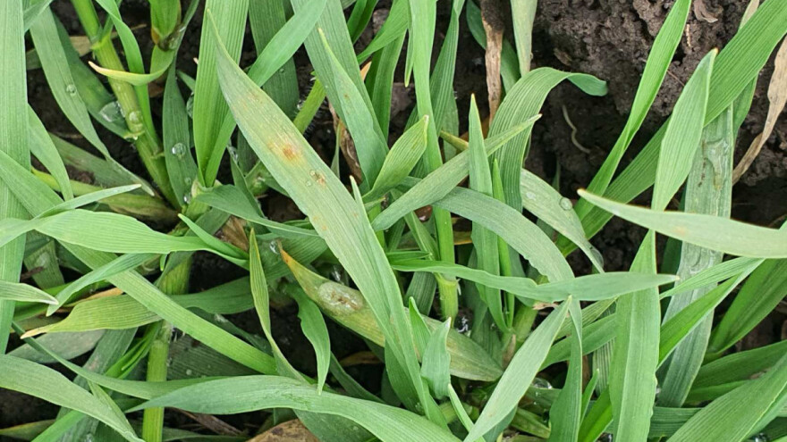 Ozima strna žita u Banatu u dobroj kondiciji, ali ugrožena korovima