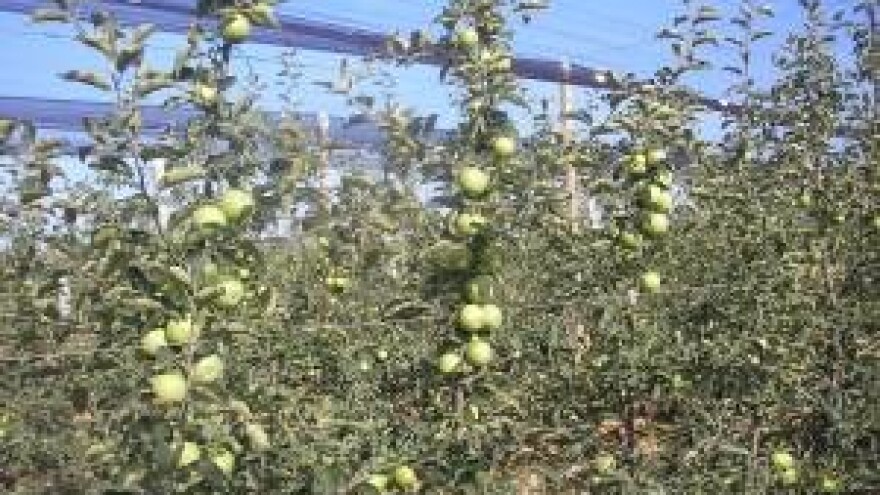 Utjecaj suše i ekstremno visokih temperatura na kvalitetu jabuka