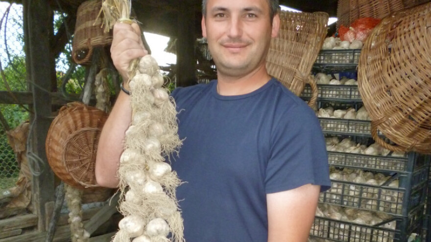 Češnjak u najuspješnijoj proizvodnoj godini!