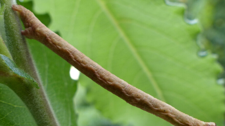 Grba korak izgleda kao grančica - kakva je to štetočina?