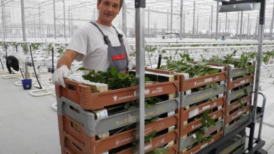 Agrokor investirao 78 milijuna kuna u novi staklenik