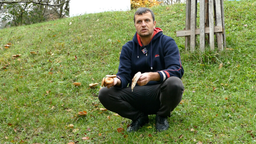 Otrovne gljive neće ni goveda ni crvi, a čovjek pogriješi: "Ne igrajte se"