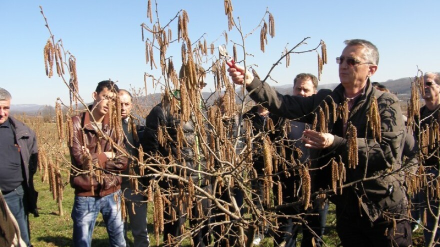 Otkup eko lješnjaka od domaćih proizvođača!