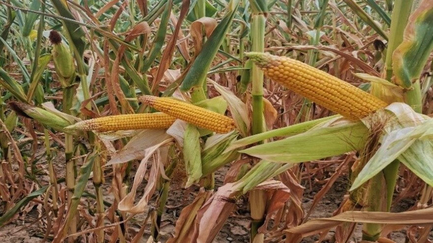 Ništa od natprosječnih prinosa jarih kultura, urod reduciran i loše kvalitete