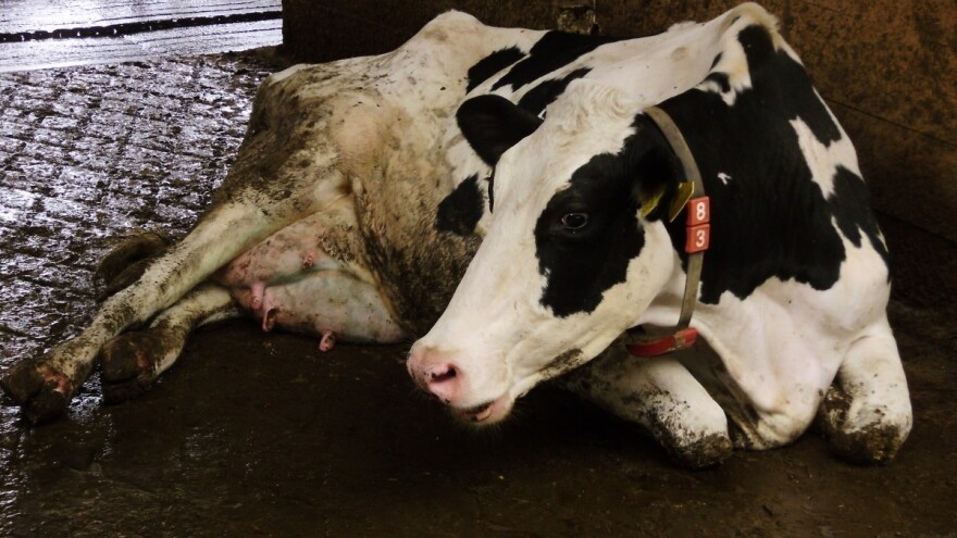 Ketoza u stadima muznih krava - kako je prepoznati?