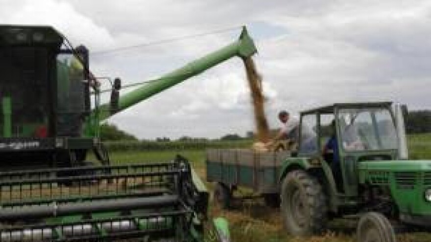 Žetva ječma u Končanici