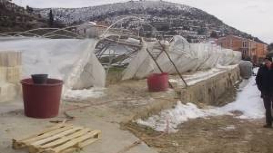 Teška godina za težake Dalmacije