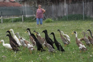 Profitabilni pačji biznis i rješenje za puževe