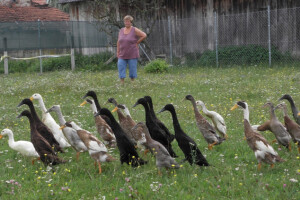 Profitabilni pačji biznis i rješenje za puževe