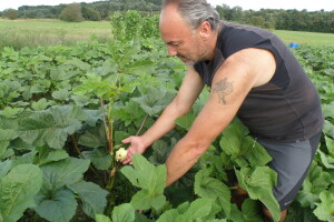 Na plantaži bamije obitelji Perija: Znate li da je bamija jedina biljka koja sadrži prirodni botoks?