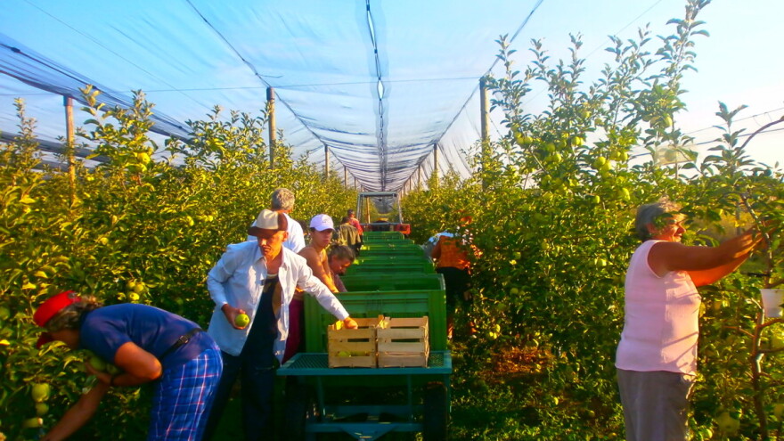 34 miliona dinara za poljoprivrednike u Inđiji