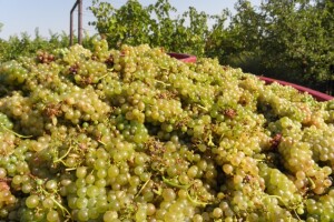 Upitna budućnost daruvarskog vinogradarstva