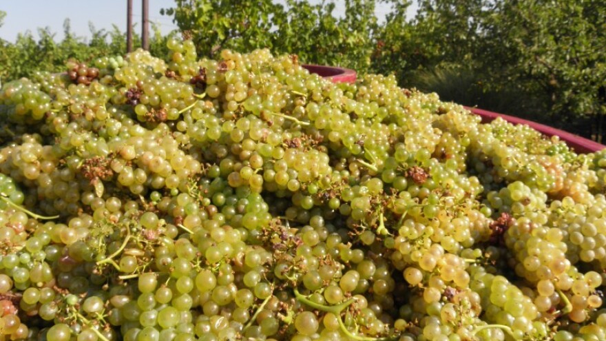 Upitna budućnost daruvarskog vinogradarstva