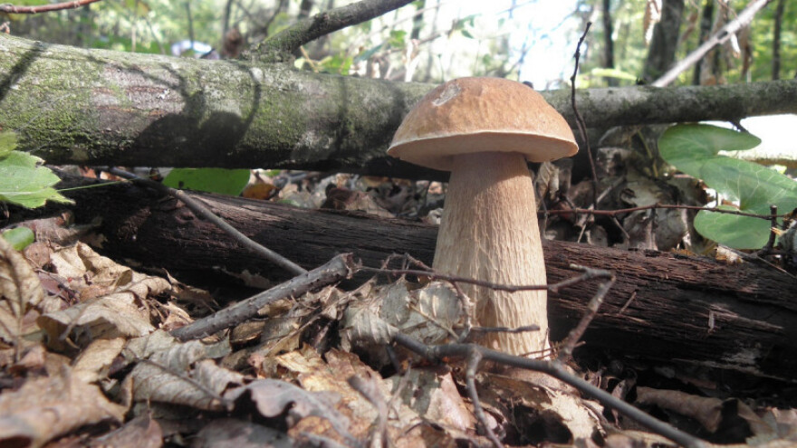 Rekordna godina za gljive - berite samo one koje poznajete!