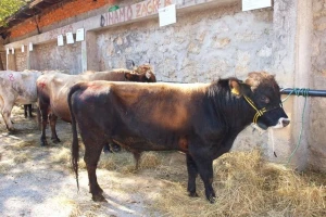 9. izložba ovaca, 3. izložba buša i 3. kup mladih uzgajivača Ličko-senjske Županije