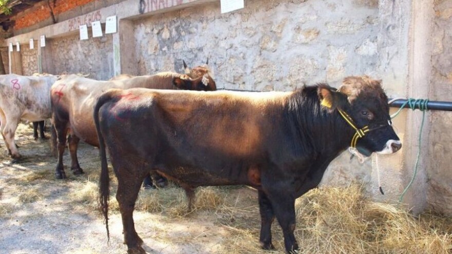 9. izložba ovaca, 3. izložba buša i 3. kup mladih uzgajivača Ličko-senjske Županije