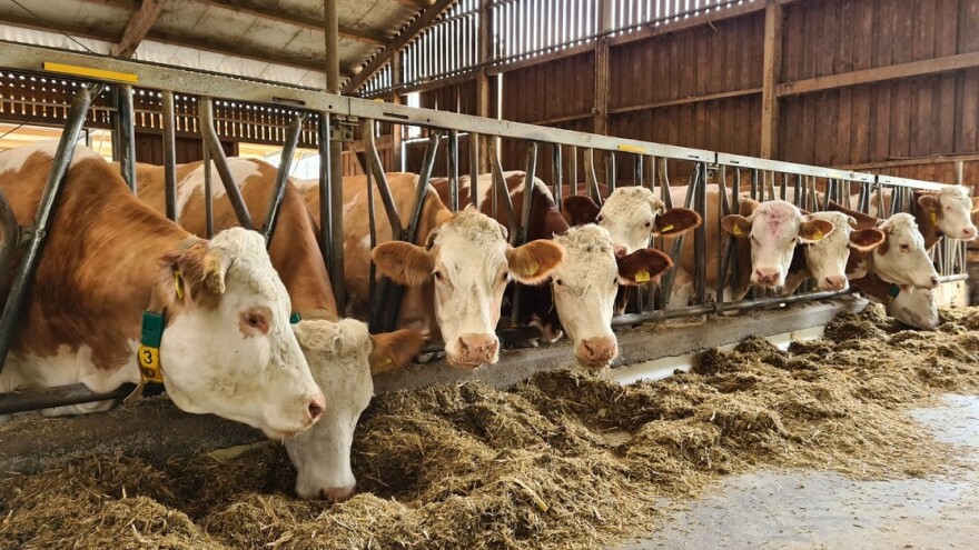 Prevencija, ali i rješavanje zaostajanja posteljice kod krave