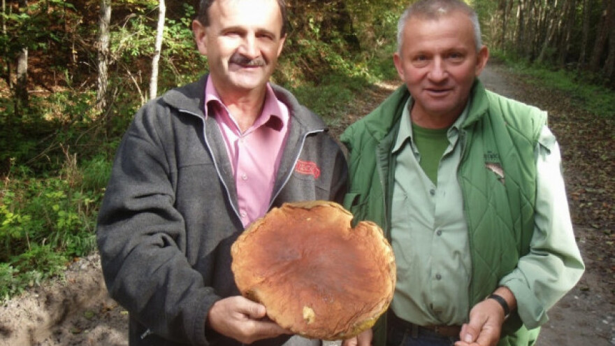 Gljivari u čudu: ove jeseni nemamo što brati!