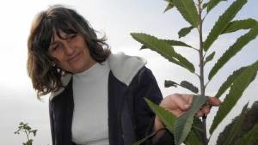 Uspješan uzgoj primorskog bilja na kontinentu