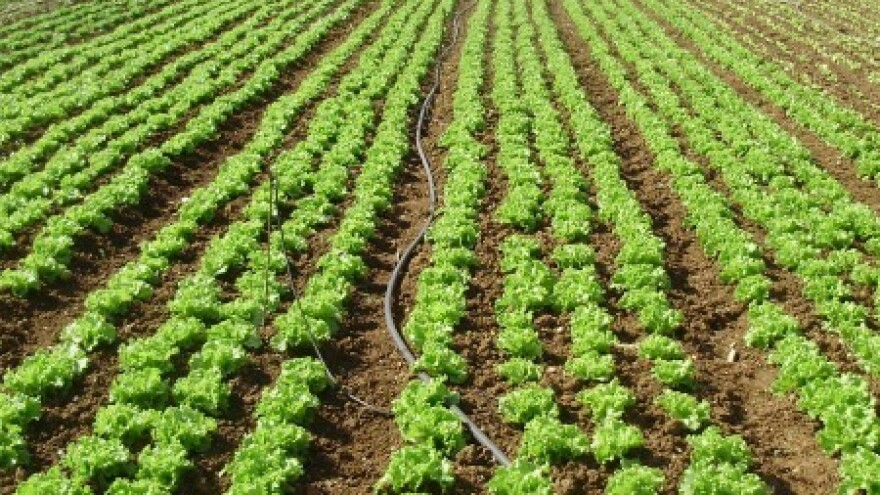 Siječanjski radovi dalmatinskh težaka