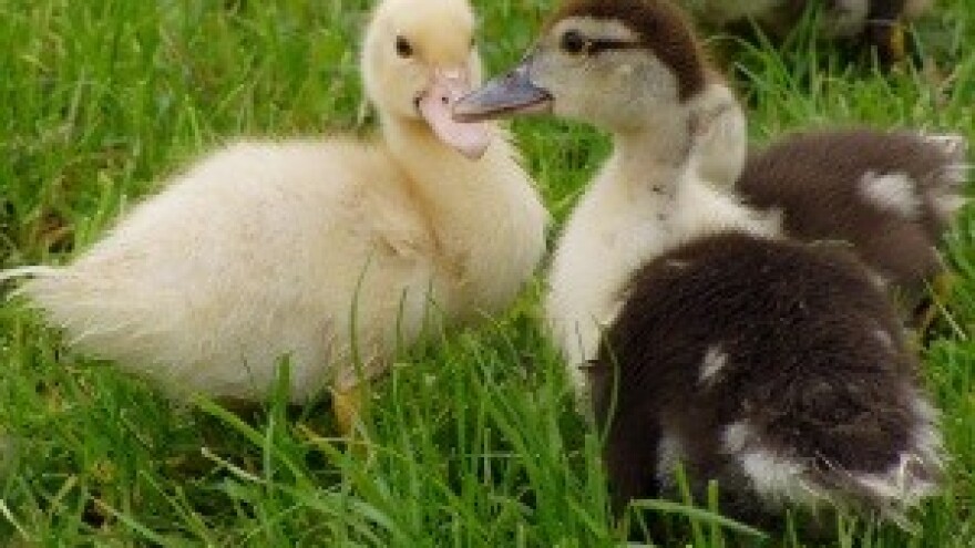 6. Dan otvorenih vrata na imanju EKO Sever