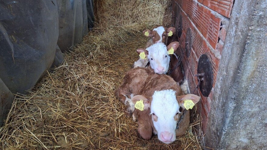 Pad cena stoke, jedino telad skuplja u Raškom regionu