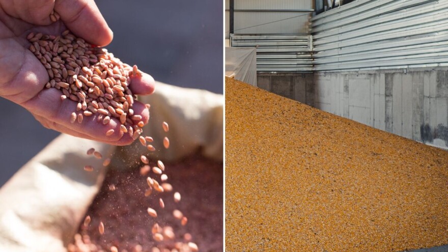 Pad cene pšenice i kukuruza na Produktnoj berzi