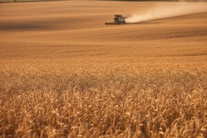 Pad cijena hrane u svijetu se nastavlja