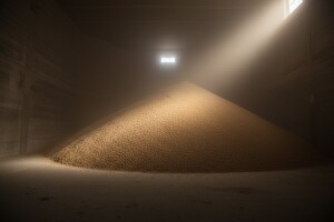 Pada cijena pšenice