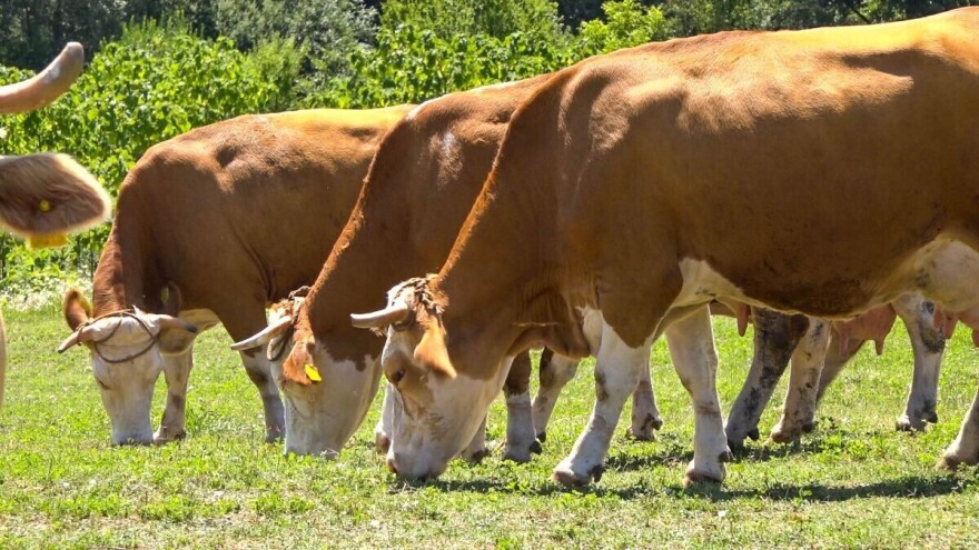 Izazivanje mliječnosti kod krava muzara