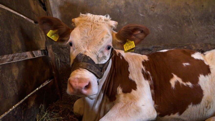 Sedam interesantnih činjenica o kravama