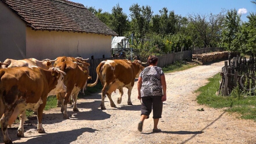 Stočari još uvek nisu dobili novac za subvencije za 2018. godinu